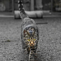 Cat on the Prowl Photograph by Rick Deacon Cat on the Prowl Photograph by Rick Deacon