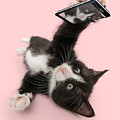 Cat Selfie by Warren Photographic Cat Selfie by Warren Photographic