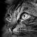 Cat Stare BW Photograph by Rick Deacon Cat Stare BW Photograph by Rick Deacon