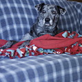 Catahoula Leopard Dog in blue Photograph by Valerie Collins Catahoula Leopard Dog in blue Photograph by Valerie Collins