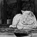 Catatonic by Terri Mills