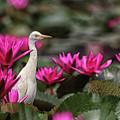 Cattle Egret amongst Waterlilies by Sandeep Gangadharan Cattle Egret amongst Waterlilies by Sandeep Gangadharan