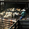 Cattles Auction Photograph by Micah Offman Cattles Auction Photograph by Micah Offman