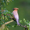 Cedar Waxwing 1 Photograph by Ben Upham III Cedar Waxwing 1 Photograph by Ben Upham III