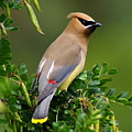 Cedar Waxwing Photograph by Ben Upham III Cedar Waxwing Photograph by Ben Upham III