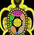 Celestial black turtle by Adamantini Feng shui Celestial black turtle by Adamantini Feng shui