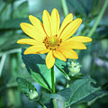 Chamomile in Moonlight Tones 1 Photograph by Pavel Melnikov Chamomile in Moonlight Tones 1 Photograph by Pavel Melnikov