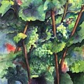 Chardonnay dans l'ombre by Maria Hunt