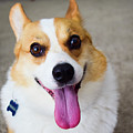 Charlie the Corgi Photograph by Nicole Lloyd Charlie the Corgi Photograph by Nicole Lloyd