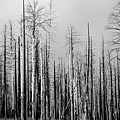 Charred Trees Photograph by James BO Insogna Charred Trees Photograph by James BO Insogna