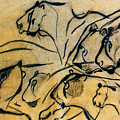 chauvet cave lions Clear Photograph by Weston Westmoreland chauvet cave lions Clear Photograph by Weston Westmoreland
