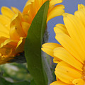 Cheerful Gerbera Daisies Photograph by Amy Fose Cheerful Gerbera Daisies Photograph by Amy Fose