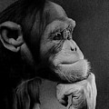 The Thinker by Miro Gradinscak The Thinker by Miro Gradinscak