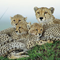 Cheetah And Her Cubs Photograph by Yva Momatiuk John Eastcott Cheetah And Her Cubs Photograph by Yva Momatiuk John Eastcott