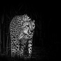 Cheetah Photograph by Jaime Mercado Cheetah Photograph by Jaime Mercado