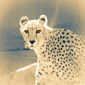 Cheetah Photograph by Mark Mille Cheetah Photograph by Mark Mille