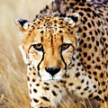 Cheetah Photograph by Matt Cohen Cheetah Photograph by Matt Cohen