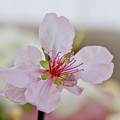 Cherry Blossom I Photograph by Elena Perelman Cherry Blossom I Photograph by Elena Perelman