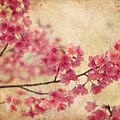 Cherry Blossoms Photograph by Richard Leighton Cherry Blossoms Photograph by Richard Leighton