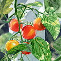 Cherry Tomatoes by Irina Sztukowski Cherry Tomatoes by Irina Sztukowski