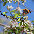 Monarch Butterfly on Cherry Tree Photograph by Tatiana Travelways Monarch Butterfly on Cherry Tree Photograph by Tatiana Travelways