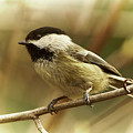 Chickadee by Loni Collins