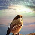 Chickadee Sunrise Photograph by Gwen Gibson Chickadee Sunrise Photograph by Gwen Gibson