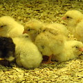 Chicks Photograph by Laurel Best Chicks Photograph by Laurel Best