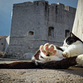 Chill Kitty of Dubrovnik Photograph by Becqi Sherman Chill Kitty of Dubrovnik Photograph by Becqi Sherman