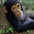 Chimpanzee Pan Troglodytes Baby Leaning Photograph by Ingo Arndt Chimpanzee Pan Troglodytes Baby Leaning Photograph by Ingo Arndt