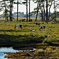 Chincoteague Ponies Photograph by Nicole Lloyd Chincoteague Ponies Photograph by Nicole Lloyd