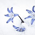 Chionodoxa - Glory Of The Snow by Onyonet Photo Studios Chionodoxa - Glory Of The Snow by Onyonet Photo Studios