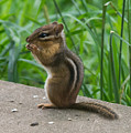 Chipmunk Photograph by Holden The Moment Chipmunk Photograph by Holden The Moment