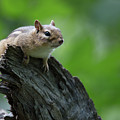 Chipmunk Lookout by Joseph Skalny
