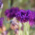 Chive Blossoms Photograph by Bonnie Bruno Chive Blossoms Photograph by Bonnie Bruno
