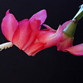Christmas Cactus on Black Photograph by Farol Tomson Christmas Cactus on Black Photograph by Farol Tomson