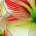 A Christmas Gift Photograph by James Temple