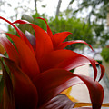 Christmas Plant by Paul Anderson Christmas Plant by Paul Anderson