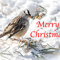 Christmas Sparrow Photograph by Holden The Moment Christmas Sparrow Photograph by Holden The Moment