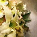Christmas White Flowers by Claire Bull Christmas White Flowers by Claire Bull