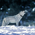 Cinderella Wolf 42F Photograph by Mark Miller Cinderella Wolf 42F Photograph by Mark Miller