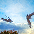 Circling Wings  by Glenn Feron