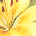 Citrine Blossom Photograph by Sand And Chi Citrine Blossom Photograph by Sand And Chi