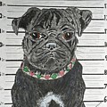 City Dog Pound Pug Shot by Kathy Marrs Chandler City Dog Pound Pug Shot by Kathy Marrs Chandler