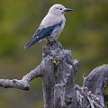 Clark's Nutcracker Photograph by Mark Miller Clark's Nutcracker Photograph by Mark Miller