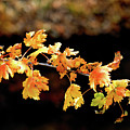 Classic Colors Photograph by Ron Cline Classic Colors Photograph by Ron Cline