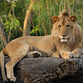Classic Young Male by Steven Sparks Classic Young Male by Steven Sparks