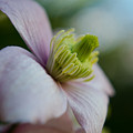 Clematis flower face of Spring Photograph by Spikey Mouse Photography Clematis flower face of Spring Photograph by Spikey Mouse Photography