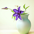 Clematis Still Life Photograph by Theresa Tahara Clematis Still Life Photograph by Theresa Tahara
