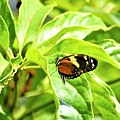 Cleveland Butterflies3 Photograph by Merle Grenz Cleveland Butterflies3 Photograph by Merle Grenz